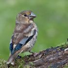 Kernbeisser Jungvogel