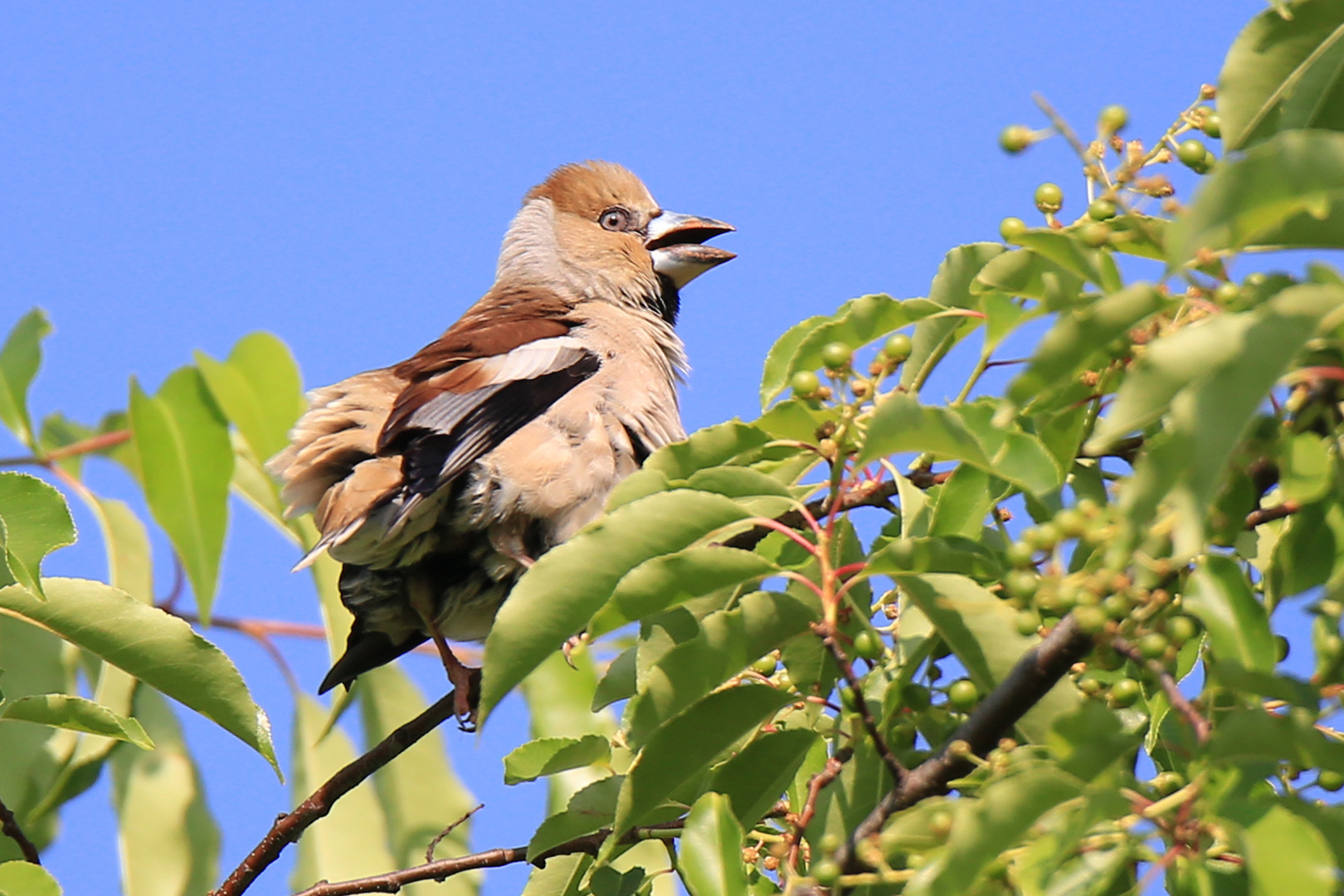 Kernbeißer Jungvogel