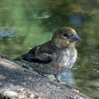 Kernbeißer Jungvogel