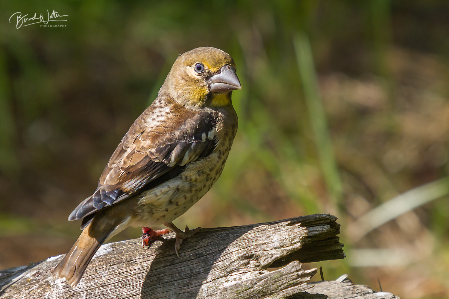 Kernbeißer Jungvogel (Coccothraustes coccothraustes)