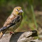 Kernbeißer Jungvogel (Coccothraustes coccothraustes)