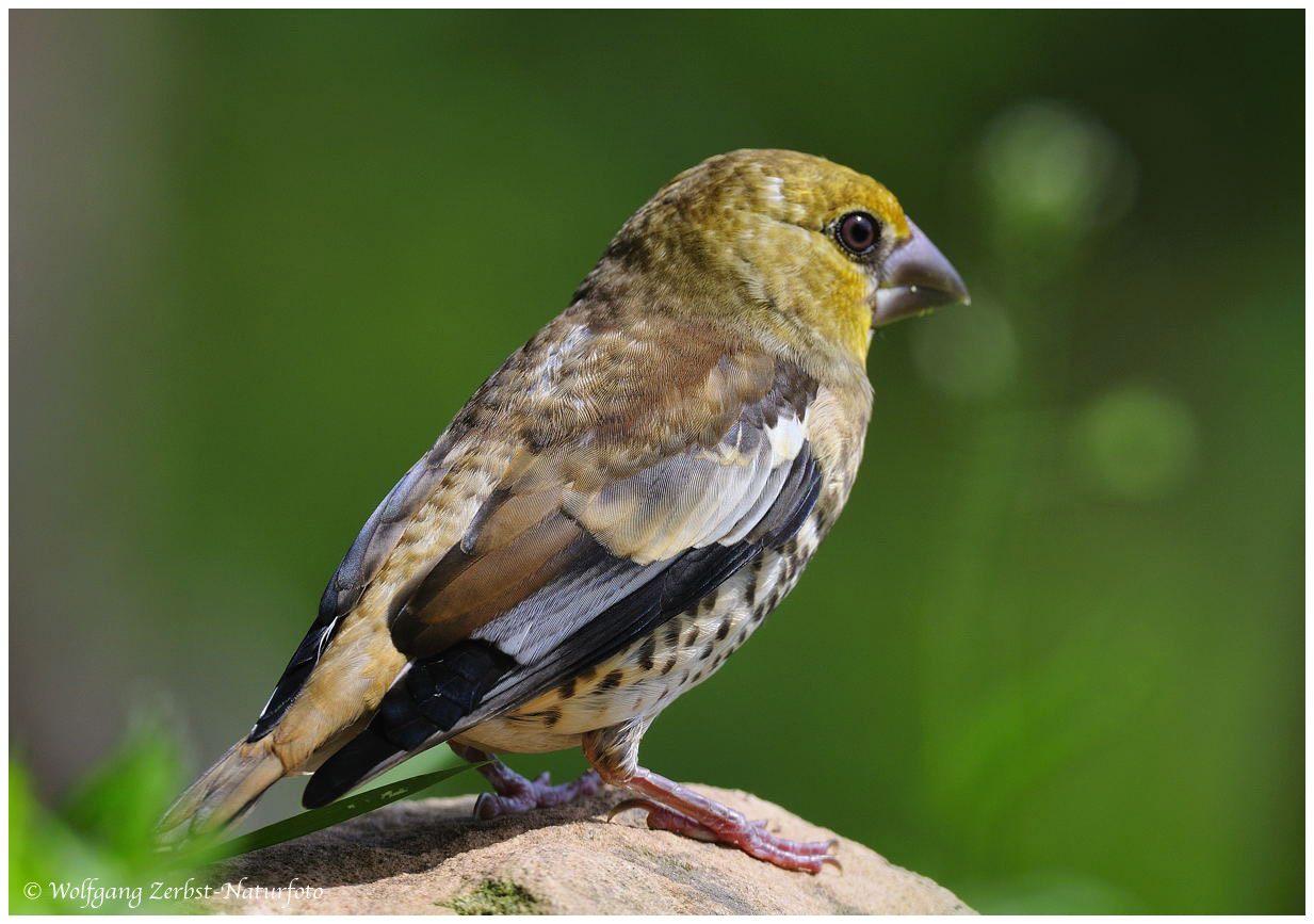 --- Kernbeißer Jungvogel ---- ( Coccothraustes coccothraustes )