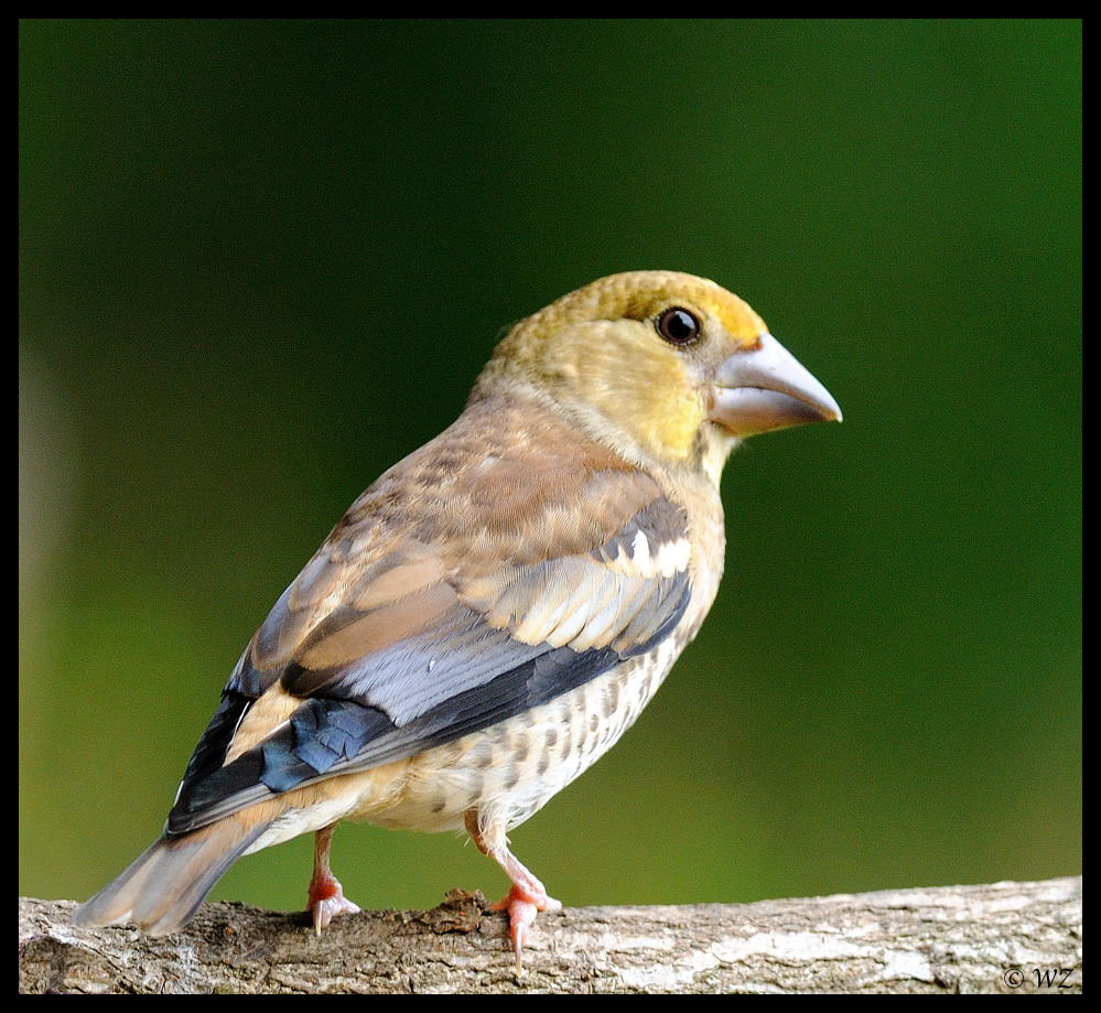 - Kernbeißer Jungvogel -