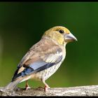 - Kernbeißer Jungvogel -