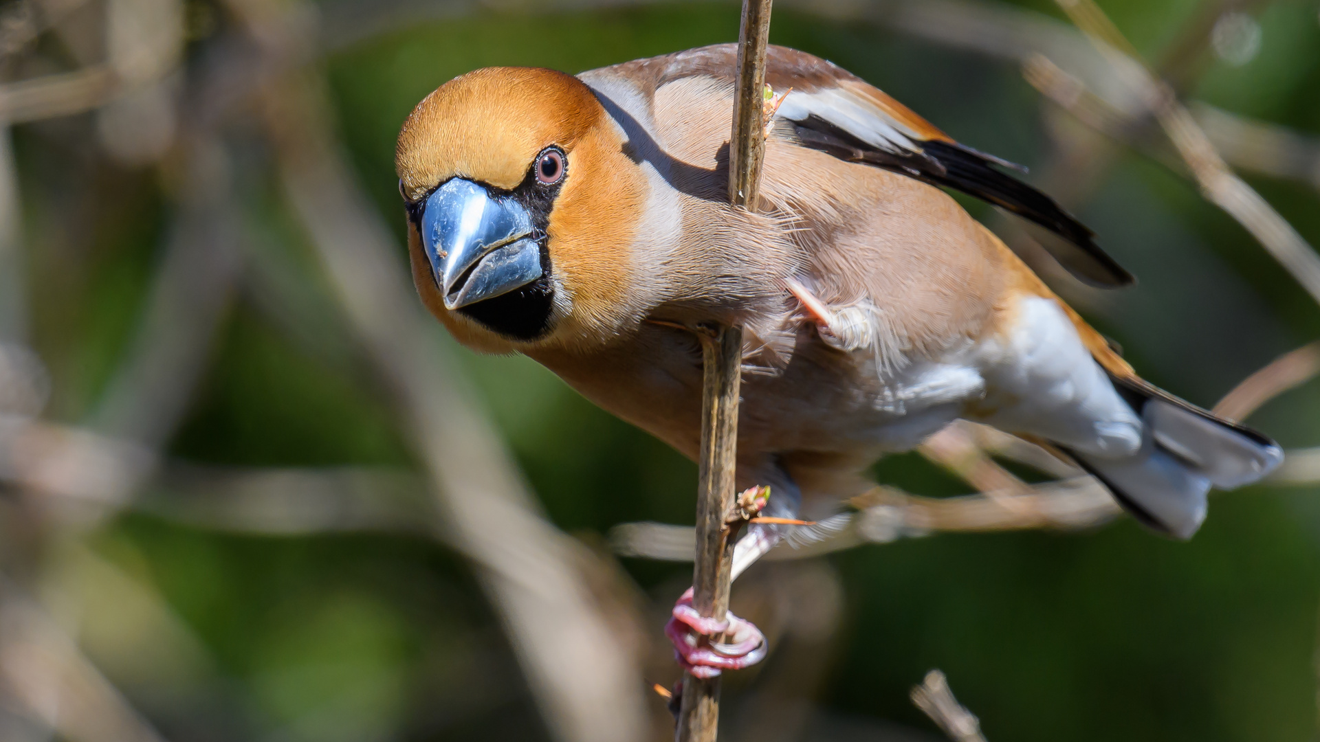 Kernbeisser M (Coccothraustes coccothraustes)