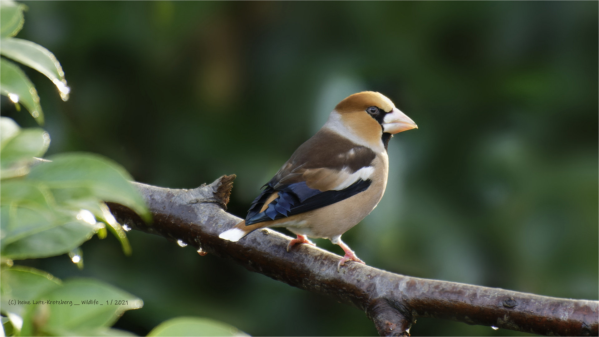 Kernbeisser ( M )  Coccothraustes coccothraustes