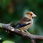 Kernbeisser ( M )  Coccothraustes coccothraustes