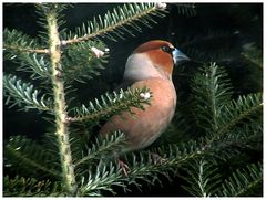 Kernbeisser (Männchen)