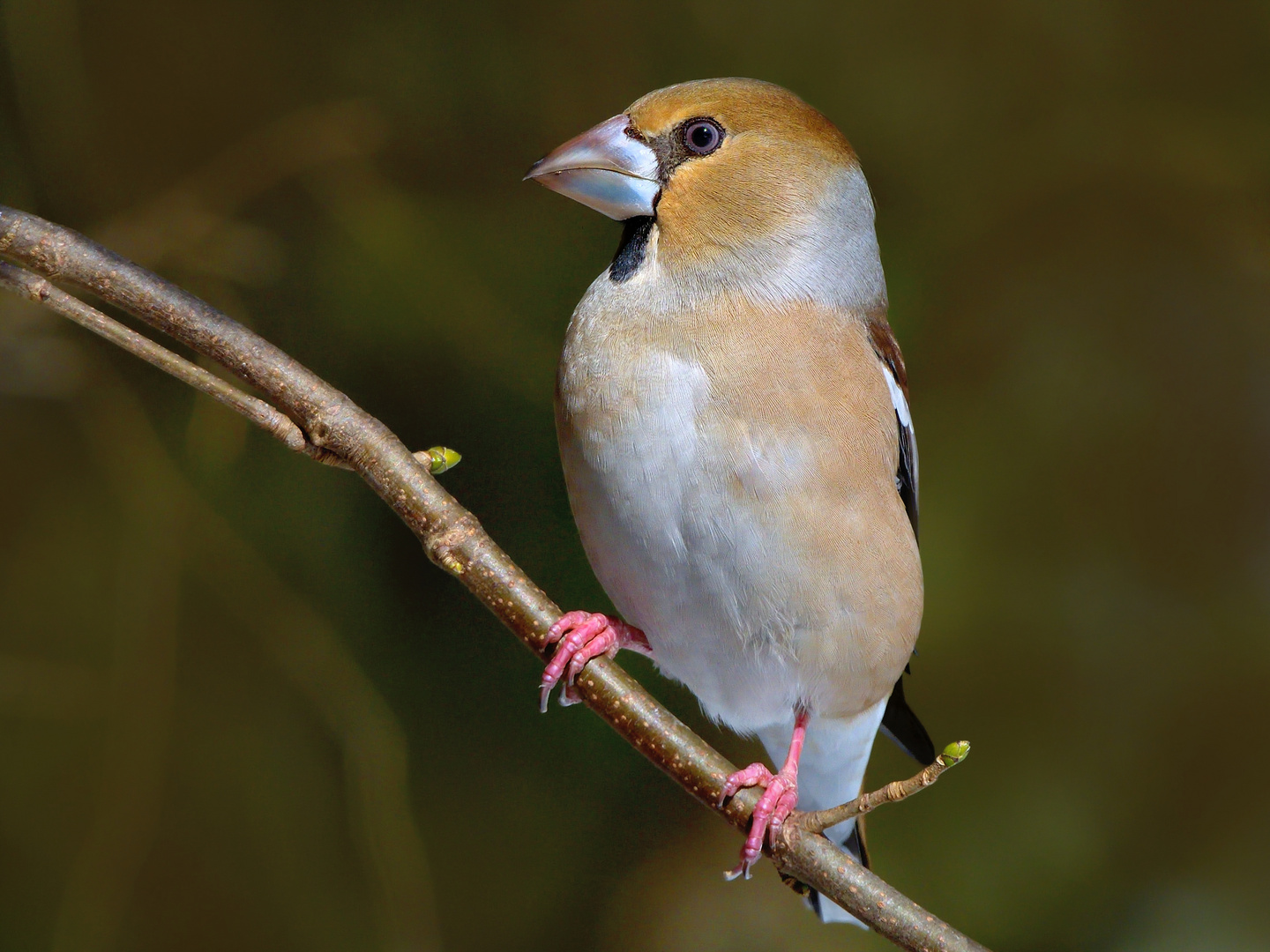 Kernbeißer Männchen  (Coccothraustes coccothraustes)