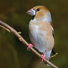 Kernbeißer Männchen  (Coccothraustes coccothraustes)