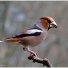 --- Kernbeißer männl. --- ( Coccothraustes coccothraustes )