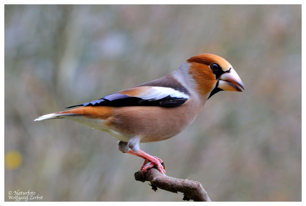 --- Kernbeißer, männl. --- ( Coccothraustes coccothraustes )