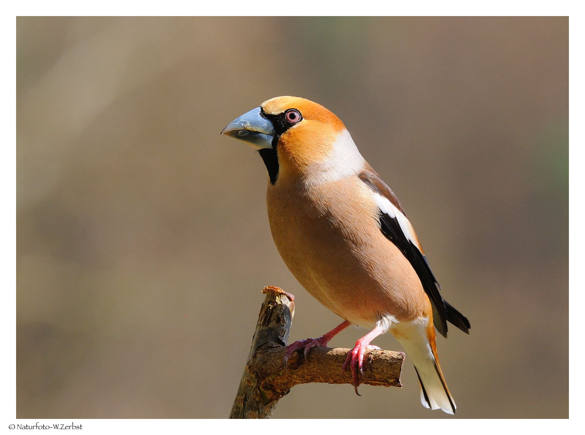 -- Kernbeißer männl. -- ( Coccothraustes coccothraustes )