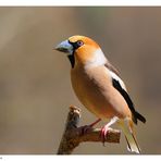 -- Kernbeißer männl. -- ( Coccothraustes coccothraustes )