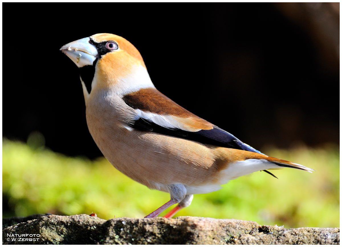 - Kernbeißer männl. - ( Coccothraustes coccothraustes )