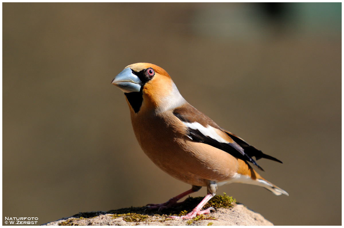 - Kernbeißer männl. - ( Coccothraustes coccothraustes )