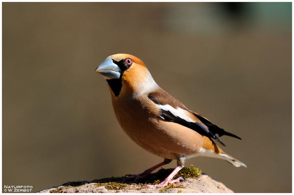 - Kernbeißer männl. - ( Coccothraustes coccothraustes )