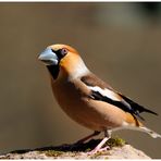 - Kernbeißer männl. - ( Coccothraustes coccothraustes )