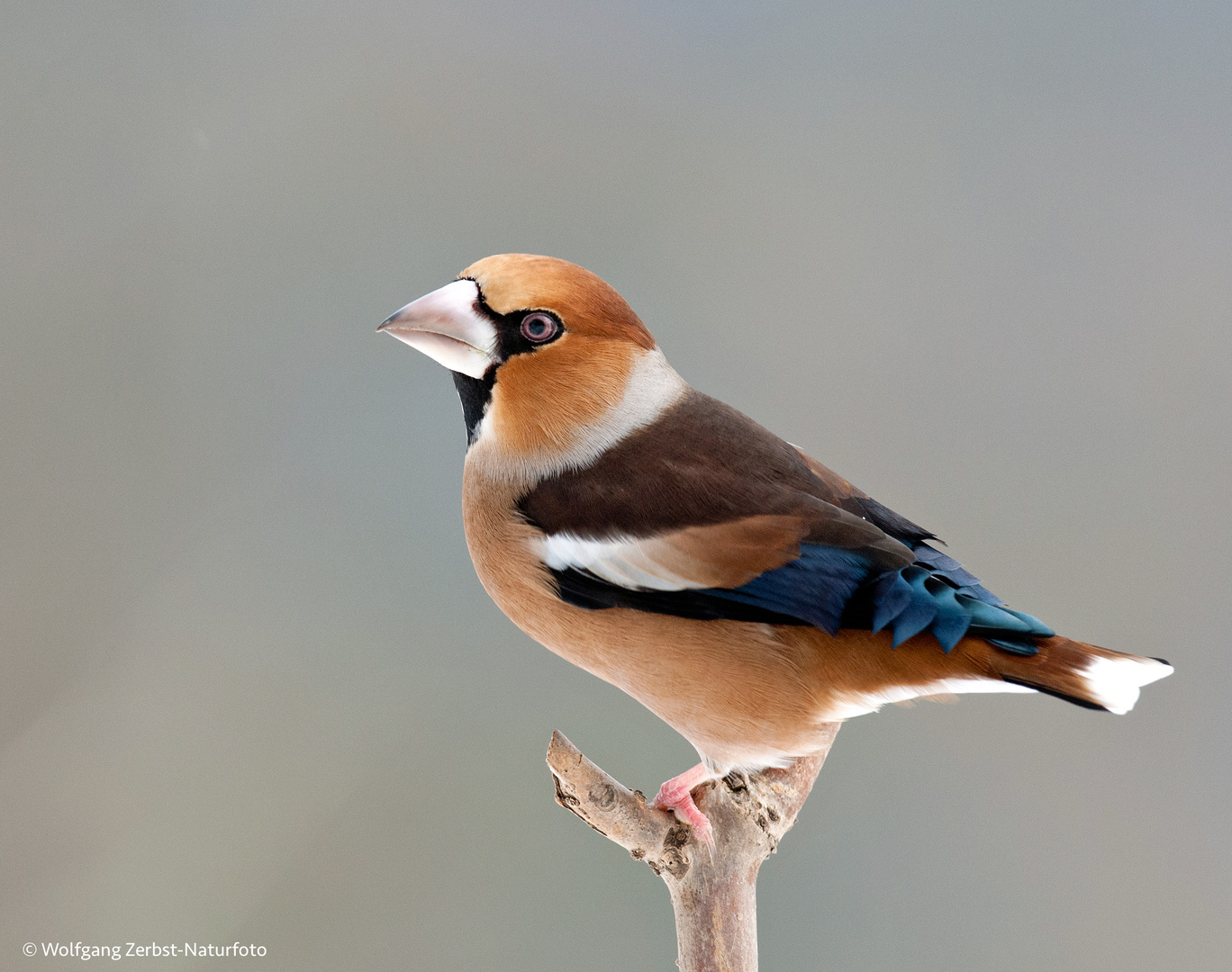 --- Kernbeißer männl. --- ( Coccothraustes coccothraustes )