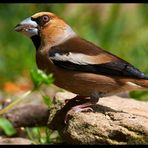 - Kernbeißer - männl. ( Coccothraustes coccothraustes )