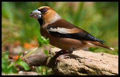 - Kernbeißer - männl. ( Coccothraustes coccothraustes )