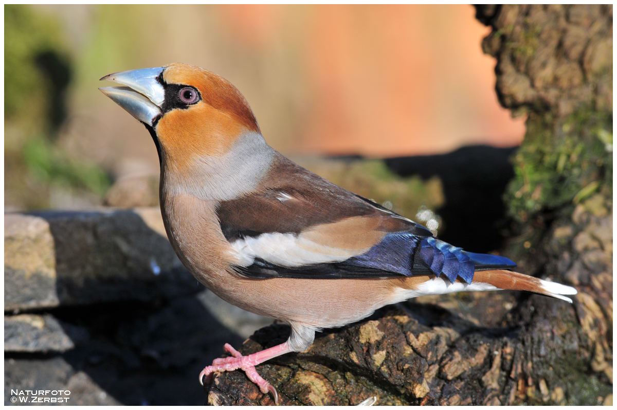 - Kernbeißer männl. - ( Coccothraustes coccothrautes )