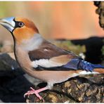 - Kernbeißer männl. - ( Coccothraustes coccothrautes )