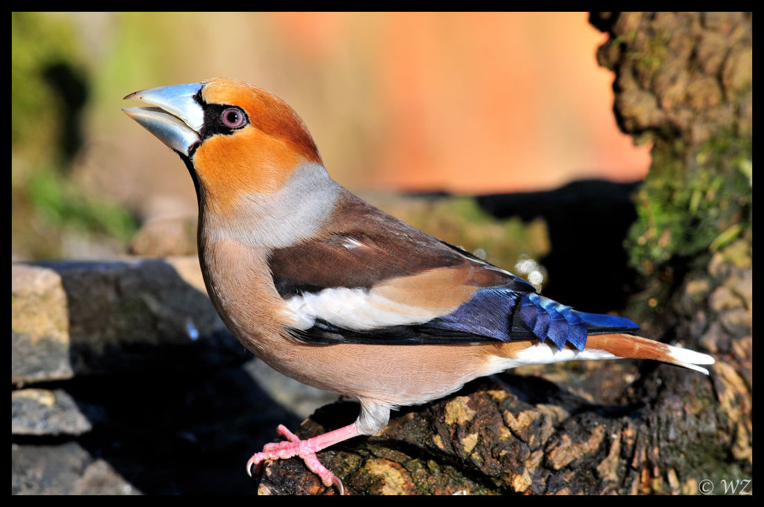 - Kernbeißer männl. -  ( Coccothraustes coccothrautes )