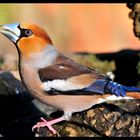 - Kernbeißer männl. -  ( Coccothraustes coccothrautes )