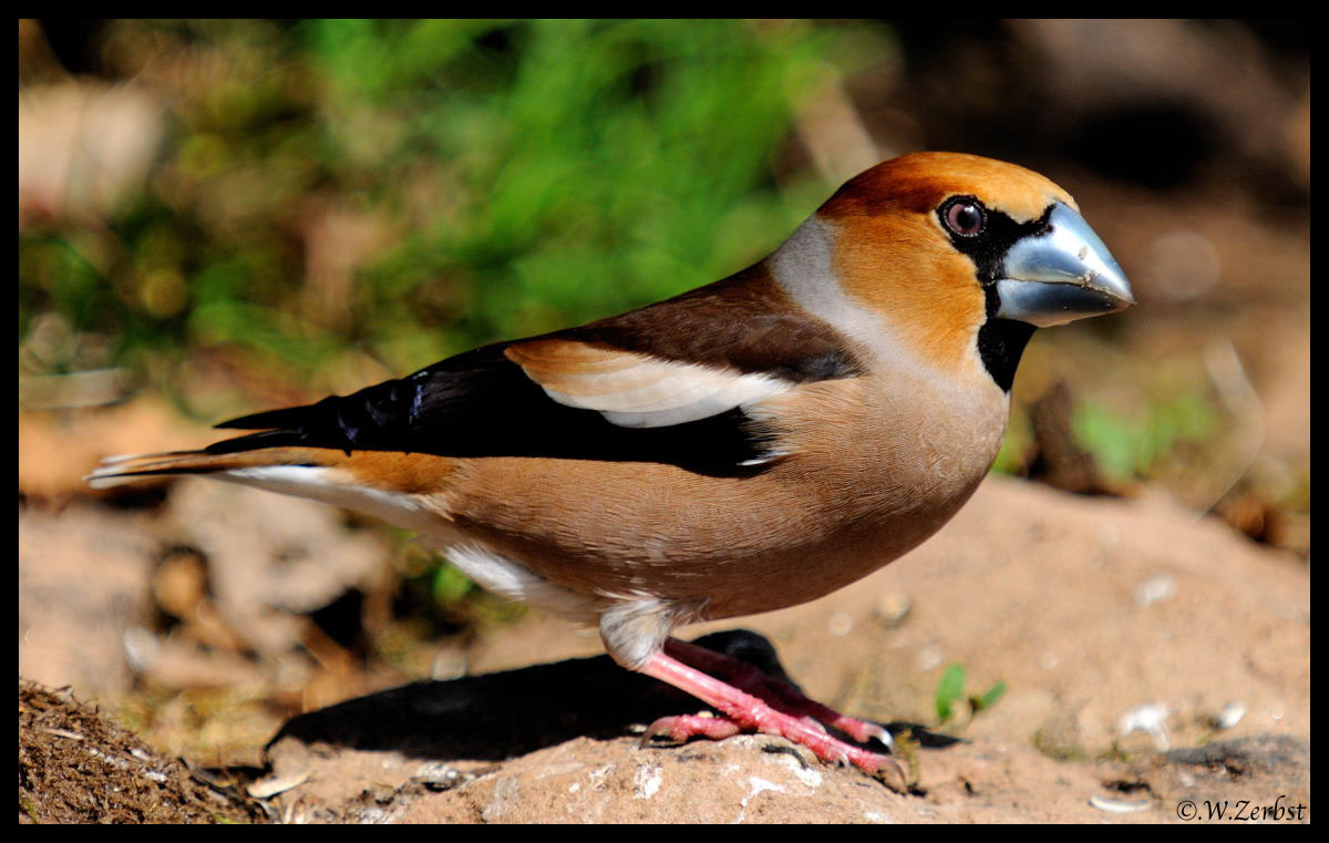 - Kernbeißer männl. - ( Coccothtaustes coccothraustes )