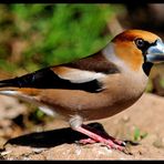 - Kernbeißer männl. - ( Coccothtaustes coccothraustes )