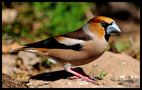 - Kernbeißer männl. - ( Coccothtaustes coccothraustes ) von Wolfgang Zerbst - Naturfoto