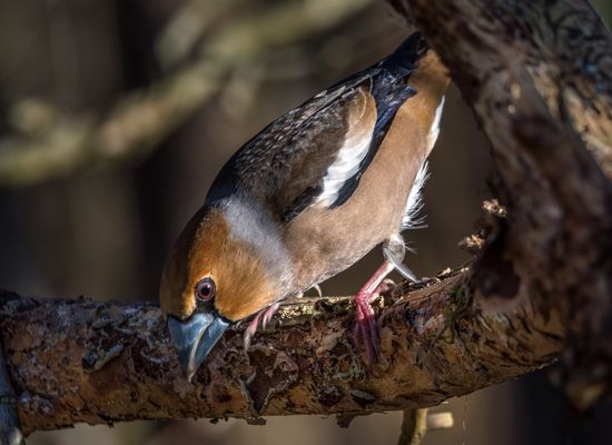Kernbeisser, männlich