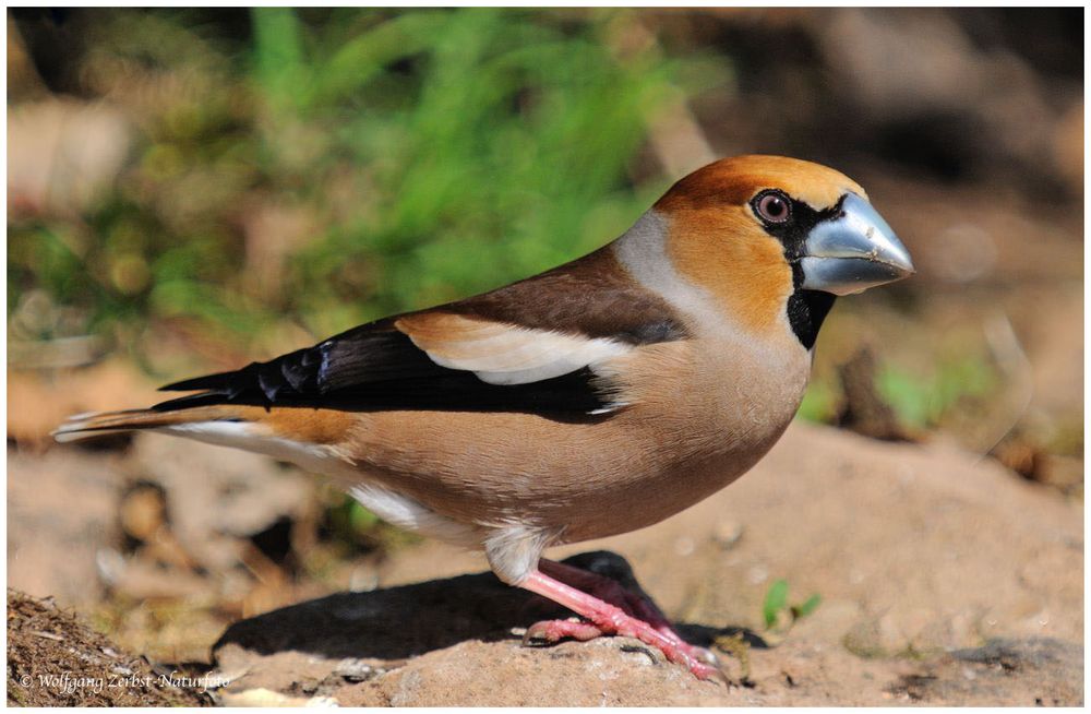 --- Kernbeißer männlich --- ( Cocccothraustes coccothraustes )