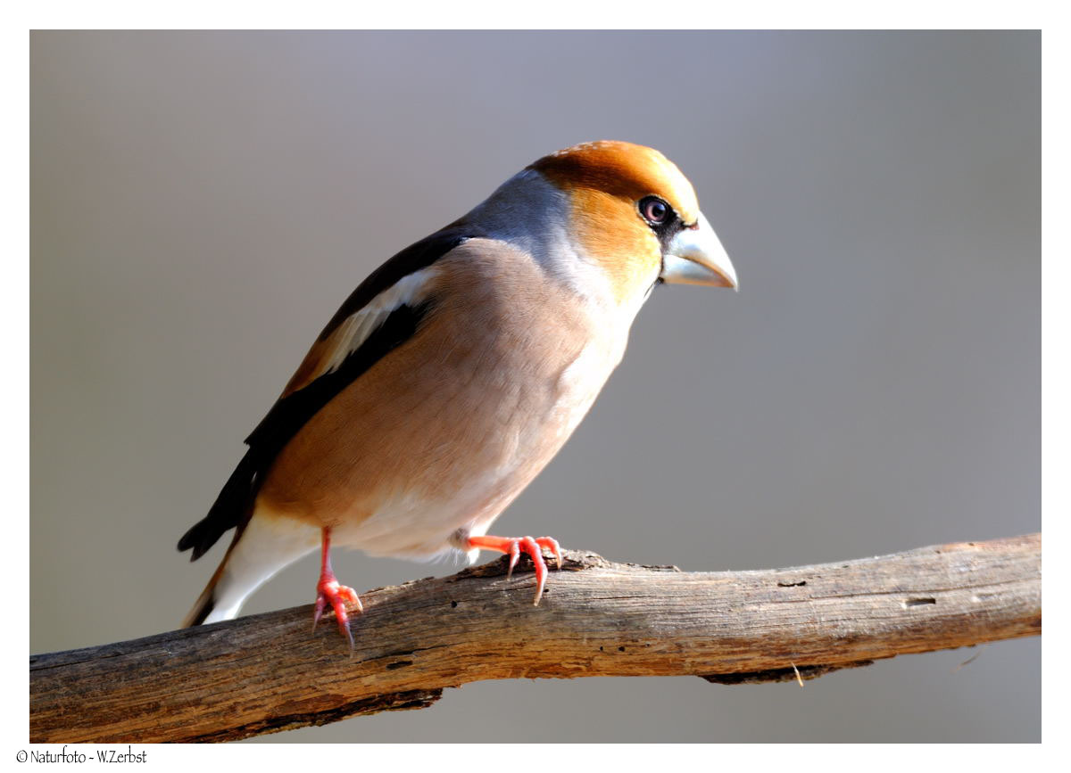 + Kernbeißer männlich + ( Coccothraustes coccothraustes )