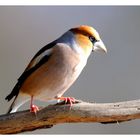 + Kernbeißer männlich + ( Coccothraustes coccothraustes )