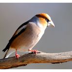 + Kernbeißer männlich + ( Coccothraustes coccothraustes )