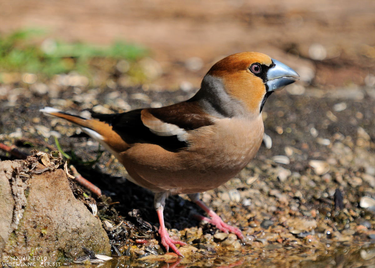 --- Kernbeißer männlich ---- ( Coccothraustes coccothraustes )