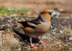 --- Kernbeißer männlich ---- ( Coccothraustes coccothraustes )