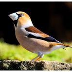 -- Kernbeißer männlich -- ( Coccothraustes coccothraustes )