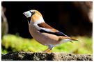 -- Kernbeißer männlich -- ( Coccothraustes coccothraustes ) von Wolfgang Zerbst - Naturfoto