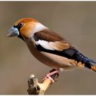 - Kernbeißer, männlich - ( Coccothraustes coccothraustes )