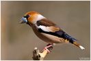 - Kernbeißer, männlich - ( Coccothraustes coccothraustes ) von Wolfgang Zerbst - Naturfoto