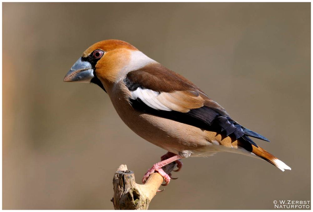 - Kernbeißer, männlich - ( Coccothraustes coccothraustes )