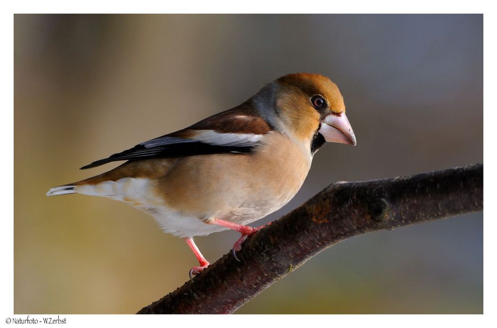 + Kernbeißer männlich + ( Coccothraustes coccothraustes )