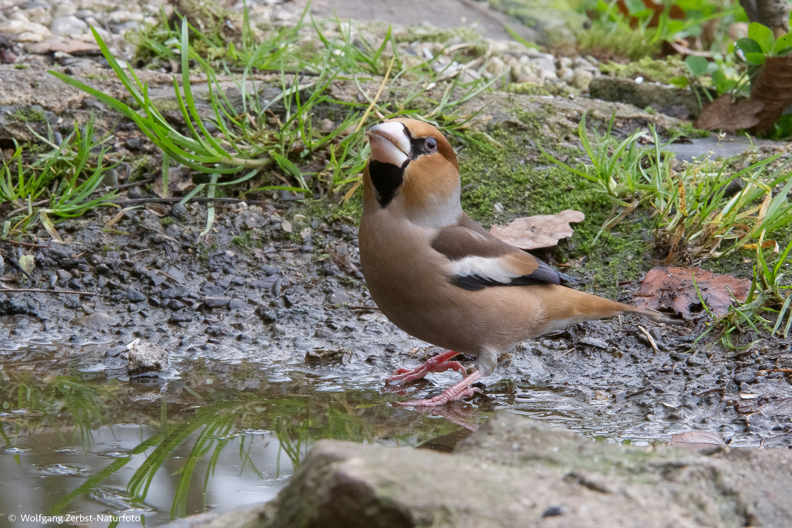 -- Kernbeißer, männlich --(Coccothraustes coccothraustes )