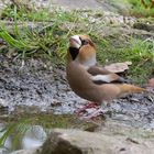 -- Kernbeißer, männlich --(Coccothraustes coccothraustes )