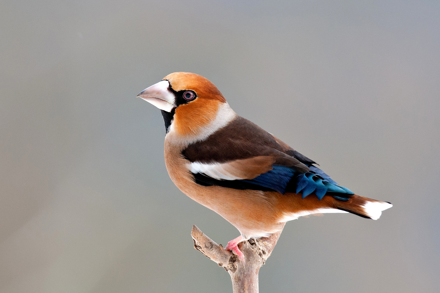 --- Kernbeißer männlich ---  ( Coccothraustes coccothraustes )