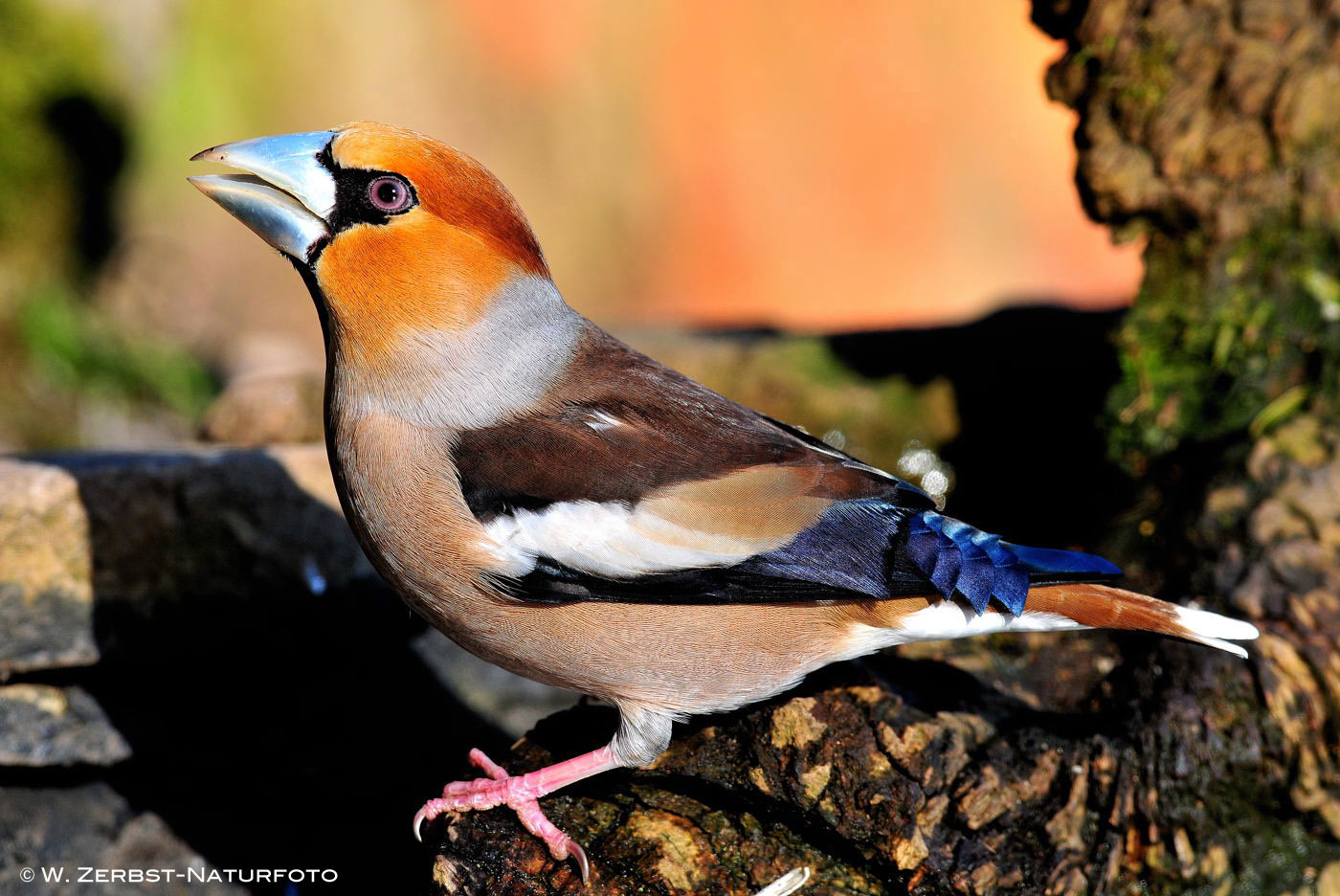 --- Kernbeißer , männlich --- ( Coccothraustes coccothraustes )