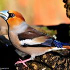 --- Kernbeißer , männlich --- ( Coccothraustes coccothraustes )